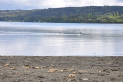 Picnic Literario 4° Básico (43)